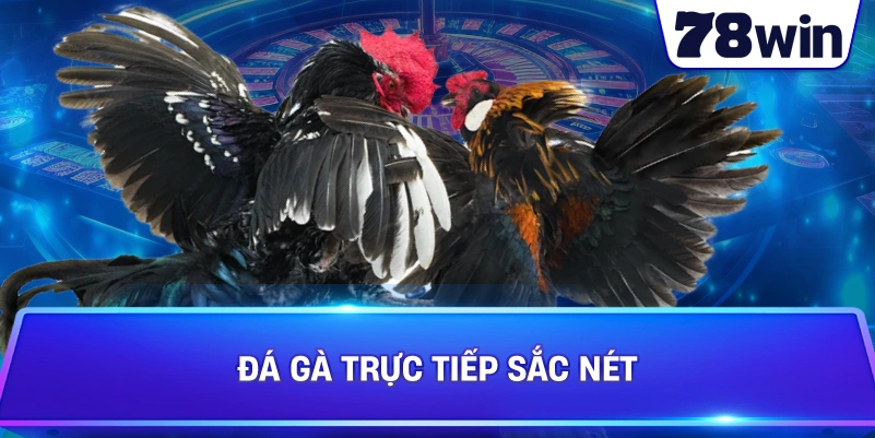 Đá Gà Trực Tiếp sắc nét